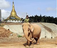 Fauna & Flora: albino elephant