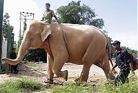 TopRq.com search results: albino elephant