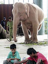 Fauna & Flora: albino elephant