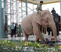 Fauna & Flora: albino elephant