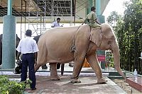 Fauna & Flora: albino elephant