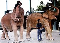 Fauna & Flora: albino elephant