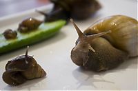 Fauna & Flora: snails and a baby