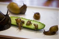 TopRq.com search results: snails and a baby