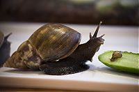 Fauna & Flora: snails and a baby