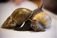 Fauna & Flora: snails and a baby