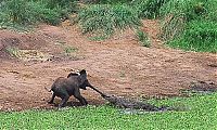 Fauna & Flora: baby elephant and his trunk