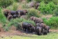 Fauna & Flora: baby elephant and his trunk