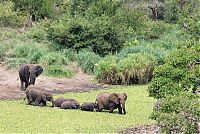 Fauna & Flora: baby elephant and his trunk