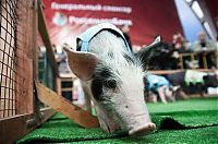 Fauna & Flora: 8th annual Pig Olympics