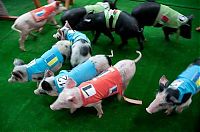 Fauna & Flora: 8th annual Pig Olympics