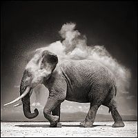 TopRq.com search results: Black and white wildlife photography by Nick Brandt