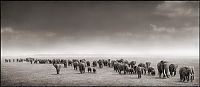 TopRq.com search results: Black and white wildlife photography by Nick Brandt