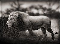 TopRq.com search results: Black and white wildlife photography by Nick Brandt