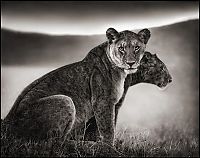 TopRq.com search results: Black and white wildlife photography by Nick Brandt