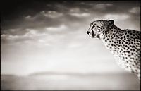 TopRq.com search results: Black and white wildlife photography by Nick Brandt