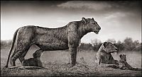 TopRq.com search results: Black and white wildlife photography by Nick Brandt