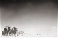 Fauna & Flora: Black and white wildlife photography by Nick Brandt