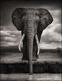 Fauna & Flora: Black and white wildlife photography by Nick Brandt