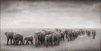 Fauna & Flora: Black and white wildlife photography by Nick Brandt