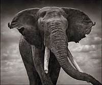 Black and white wildlife photography by Nick Brandt