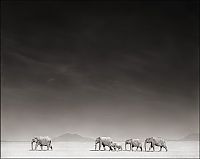 TopRq.com search results: Black and white wildlife photography by Nick Brandt
