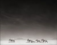 Black and white wildlife photography by Nick Brandt