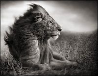 Fauna & Flora: Black and white wildlife photography by Nick Brandt