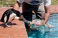 Fauna & Flora: 10 day old orphan dolphin, Montevideo, Uruguay