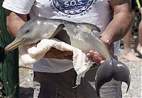 Fauna & Flora: 10 day old orphan dolphin, Montevideo, Uruguay