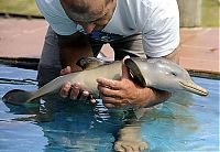 Fauna & Flora: 10 day old orphan dolphin, Montevideo, Uruguay
