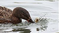 Fauna & Flora: duck teaches little duckling a lesson