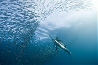 TopRq.com search results: Our World Under Water 2010 competition