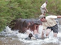 TopRq.com search results: Hungry hippo almost eats a veterinarian, South Africa