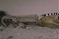 TopRq.com search results: california kingsnake fight agains a rattlesnake