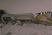 Fauna & Flora: california kingsnake fight agains a rattlesnake