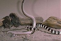 Fauna & Flora: california kingsnake fight agains a rattlesnake