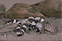 Fauna & Flora: california kingsnake fight agains a rattlesnake