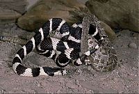 Fauna & Flora: california kingsnake fight agains a rattlesnake