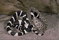 Fauna & Flora: california kingsnake fight agains a rattlesnake