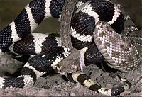 TopRq.com search results: california kingsnake fight agains a rattlesnake
