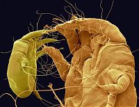 Fauna & Flora: house dust mite