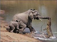 Fauna & Flora: crocodile attacked an elephant