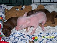 Fauna & Flora: dachshund adopts a little pig