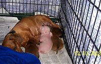 TopRq.com search results: dachshund adopts a little pig
