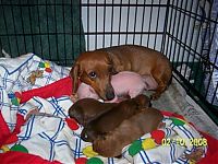 Fauna & Flora: dachshund adopts a little pig