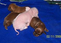 TopRq.com search results: dachshund adopts a little pig