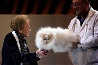 the supreme cat show