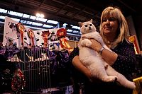 Fauna & Flora: the supreme cat show