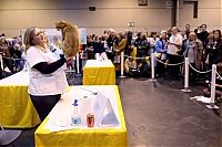 TopRq.com search results: the supreme cat show